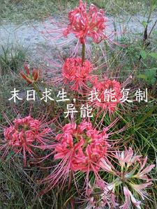 末日求生,我能复制异能